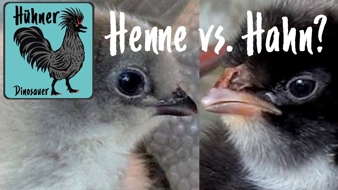 Augenform K&uuml;ken = Hahn oder Henne? Engl. Araucana 2 Wochen alt