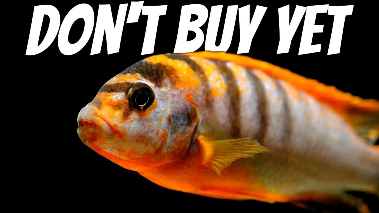 Don't Buy Aquarium Fish Without Watching This First