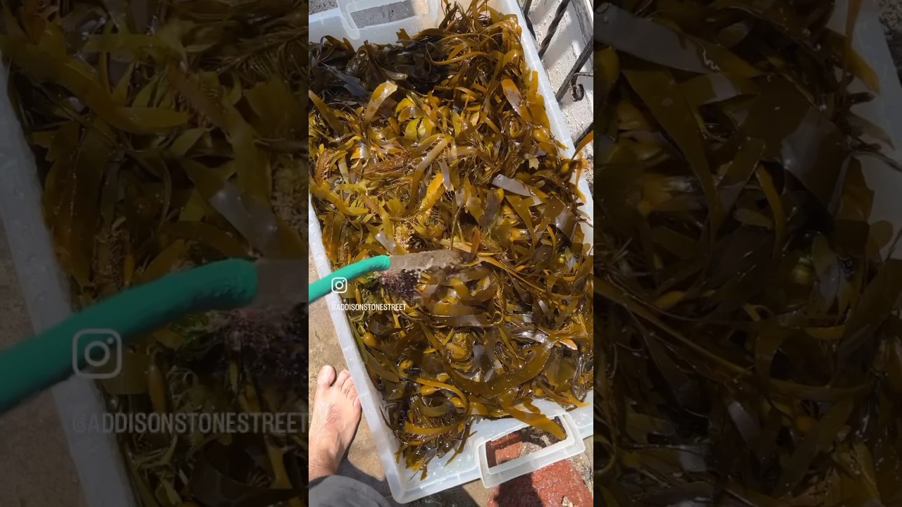 How to make a natural fertilizer for your garden using kelp from the ocean. #shorts #kelp