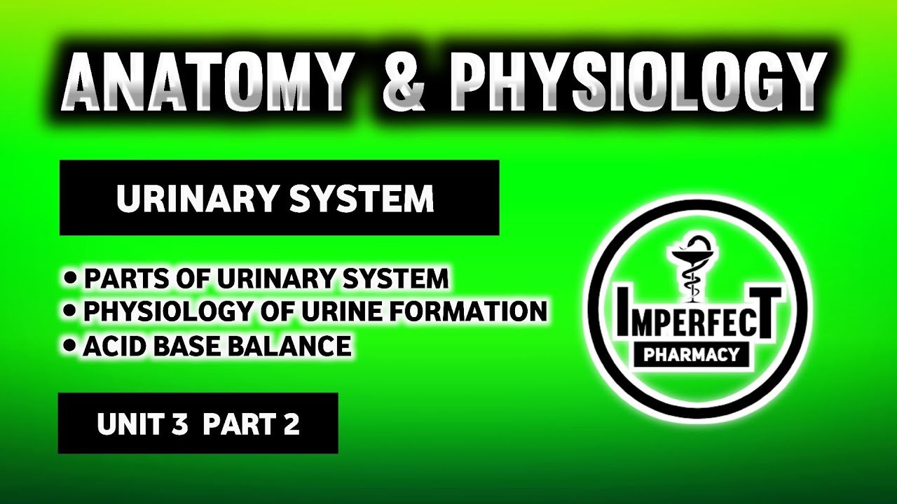 Urinary System | Physiology Of Urine Formation | RAS | Acid Base Balance | Mictirutional Reflex