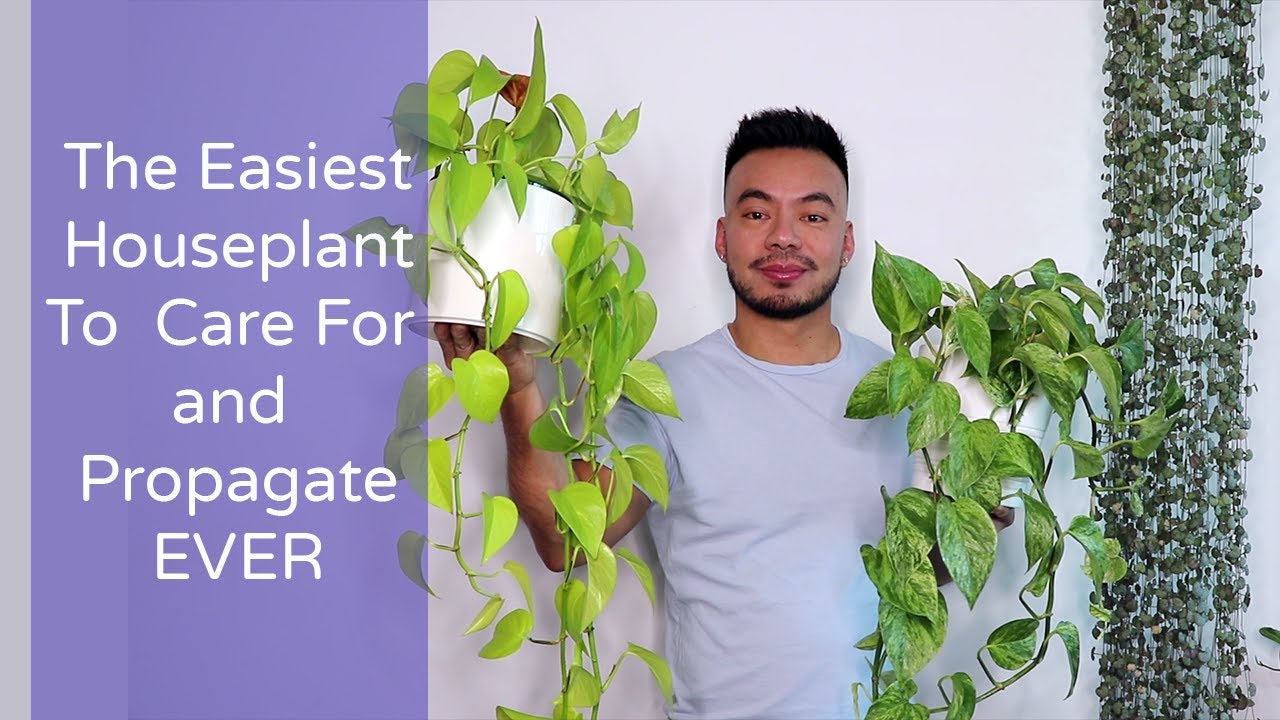 How to Care and Propagate Your Pothos From Cuttings | The Perfect Houseplant for Beginners