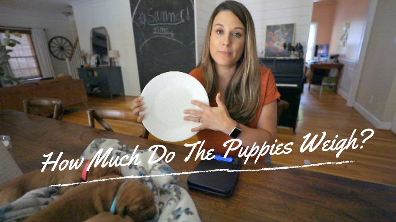 How Much Do The Puppies Weigh?