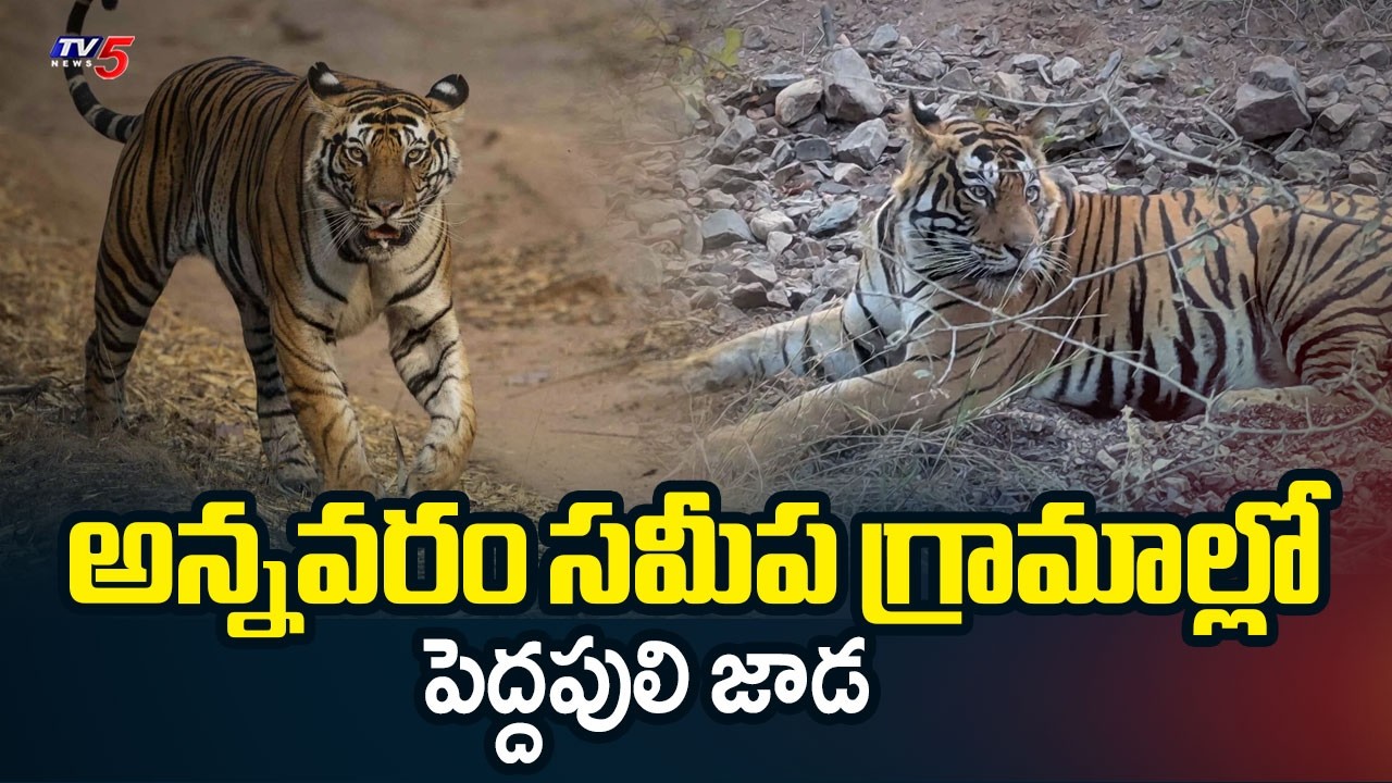 Kakinada Tiger Latest Update: Location Identified Near Annavaram || TV5 News