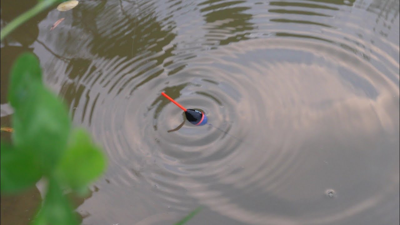 Pescuit la PLUTĂ cu Râme 🪱 Am prins peste 70 Pești intr o Oră cu Varga ! 🎣 #fishing 🐟