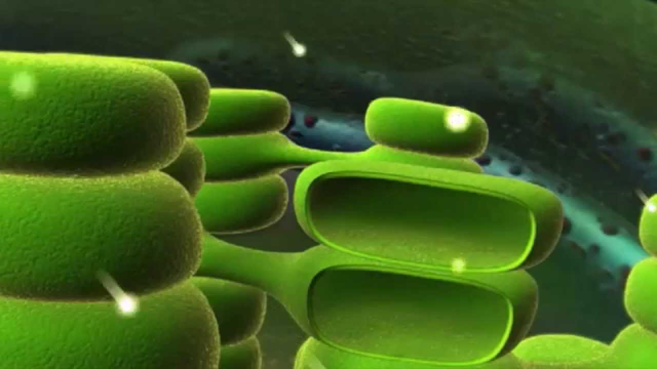 The Magical Leaf: The Quantum Mechanics of Photosynthesis