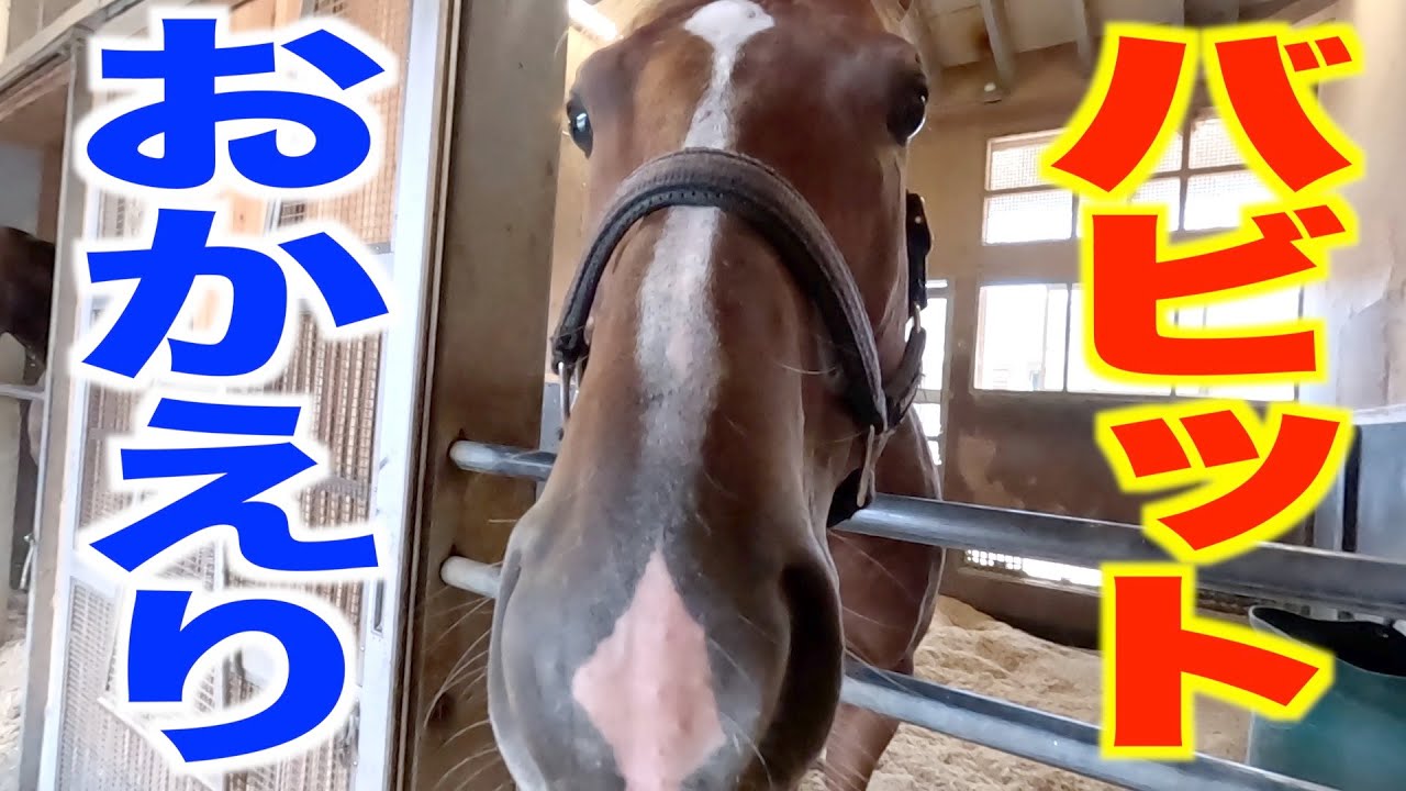 帰厩したバビットを直撃！　秋始動戦の毎日王冠へ「元気いっぱいです！」《東スポ競馬》