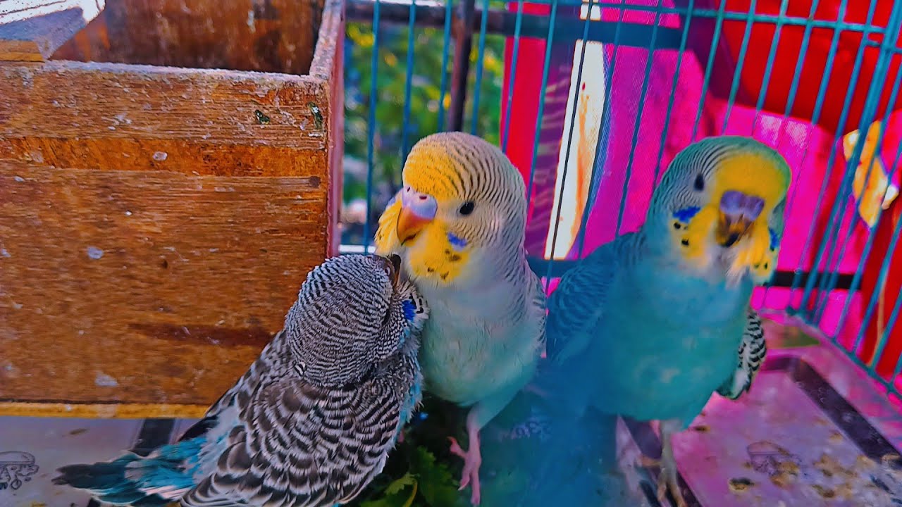 #Vlog - 124 || Love Bird ke Babies bade ho gya 😊 #trending #birds #viral ##vlog #lovebirds #birds 
