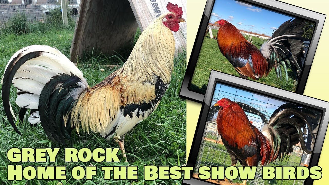Nice Birds Grey Rock Farm Visit