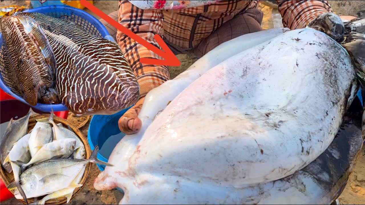 Lần Đầu Minh Gặp Mực Nang Khủng 4kg | Thợ Lặn Quảng Ngãi Về Bờ Sau 28 Đêm