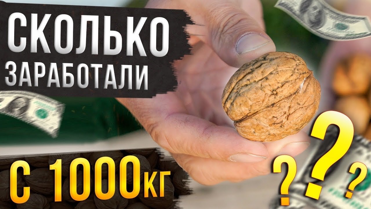 Сколько можно заработать на переработке 1000кг грецкого ореха? Наш опыт!