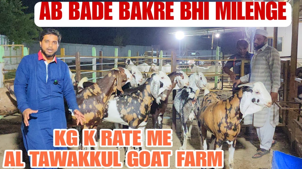 Ab Bade Bakre Bhi Pr Kg K Rate Me Denge Al Tawakkul Goat Farm Bhiwandi Padgha