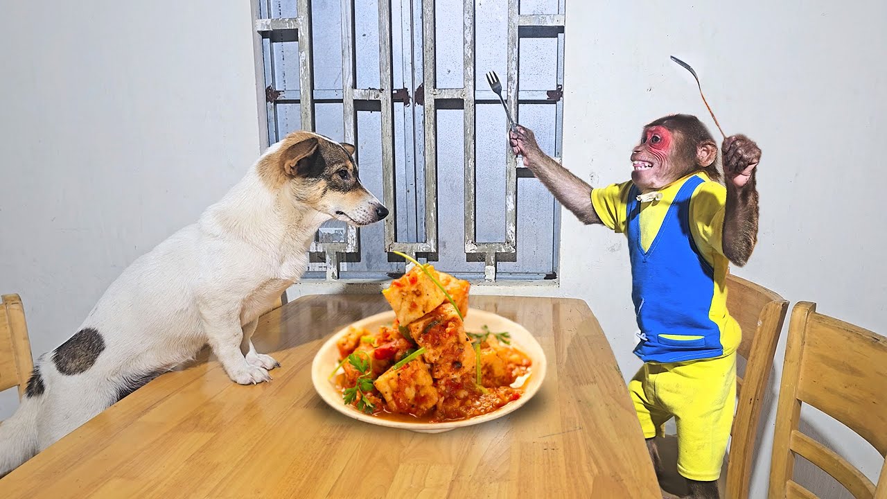 Monkey SU's Smart Journey - Harvesting coconuts in exchange for tomatoes to make tofu sauce