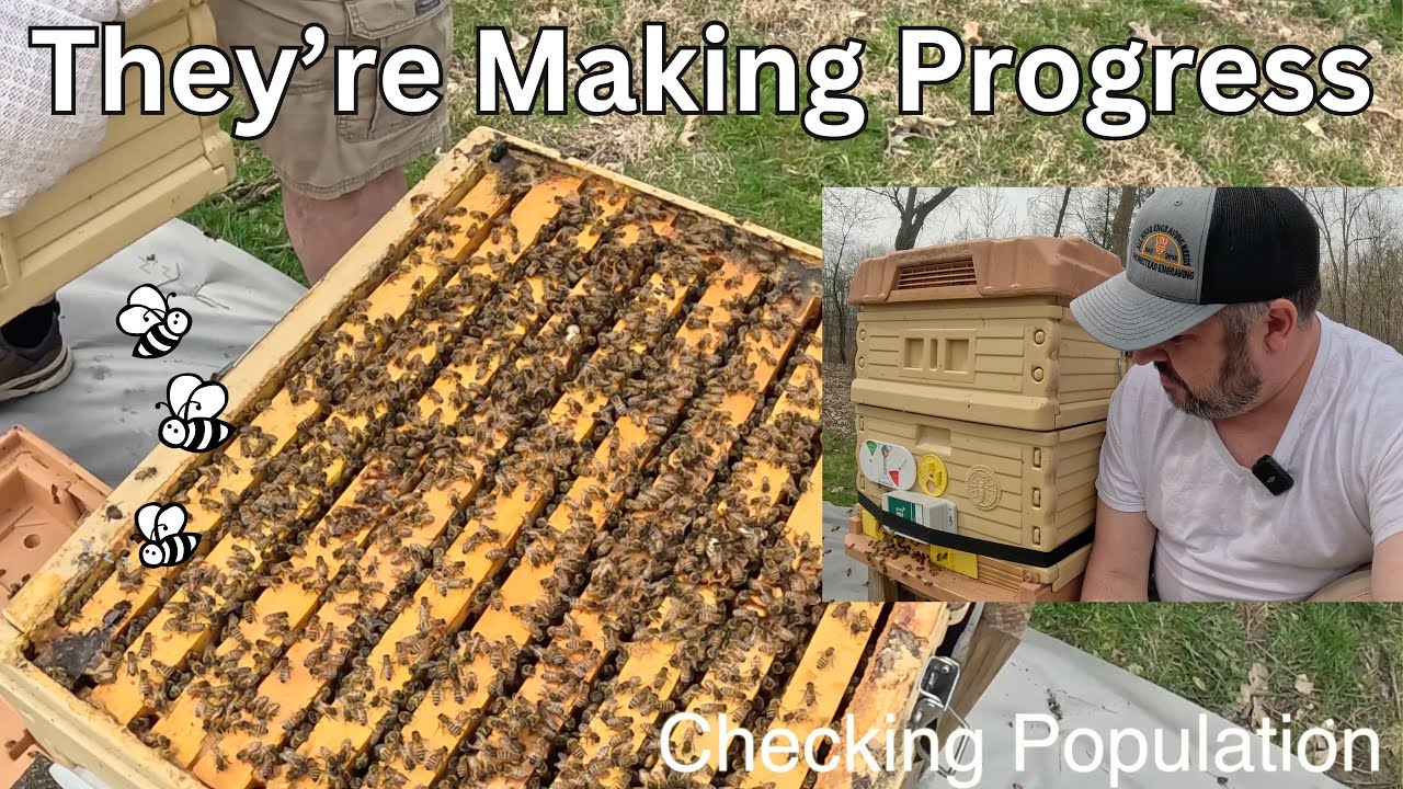 Single Brood Management - Making Progress