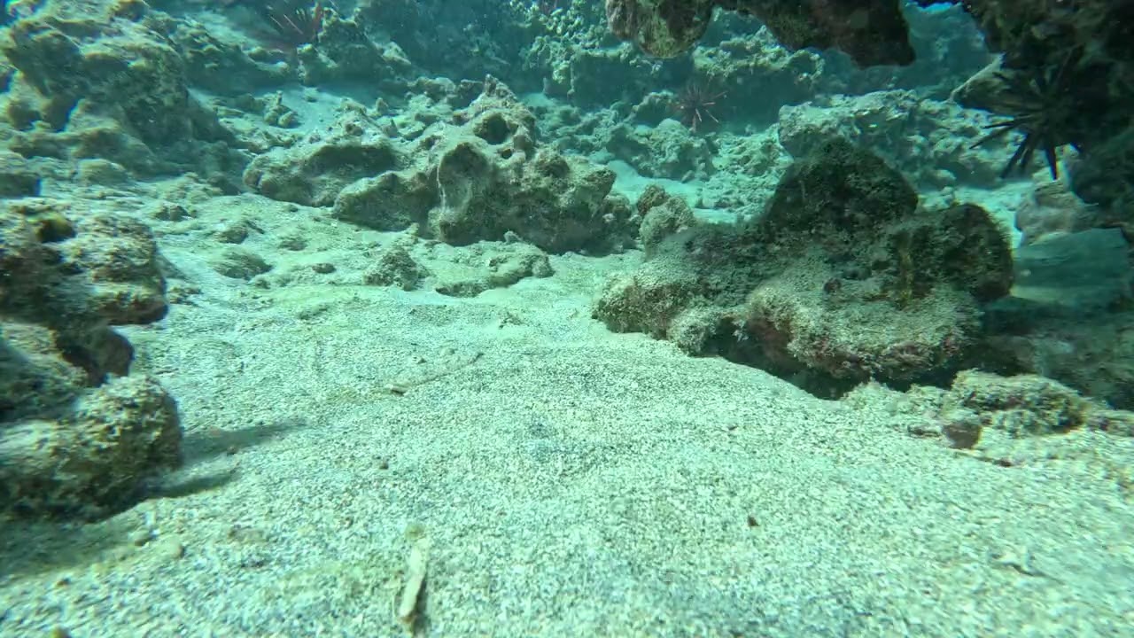 Maui 1631
