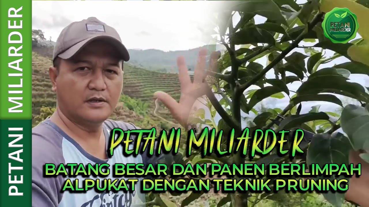 BATANG BESAR DAN PANEN BERLIMPAH ALPUKAT DENGAN TEKNIK PRUNING || PETANI MILIARDER