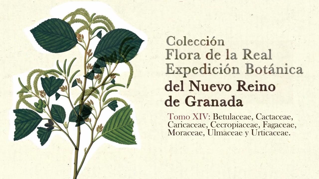 &laquo;Alnus Acuminata&raquo;