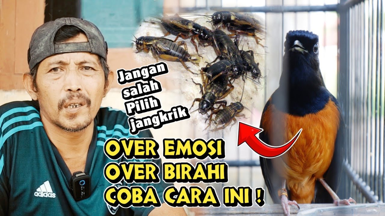 MURAI BATU OVER EMOSI DAN OVER BIRAHI BISA PULIH DENGAN CARA INI ‼️