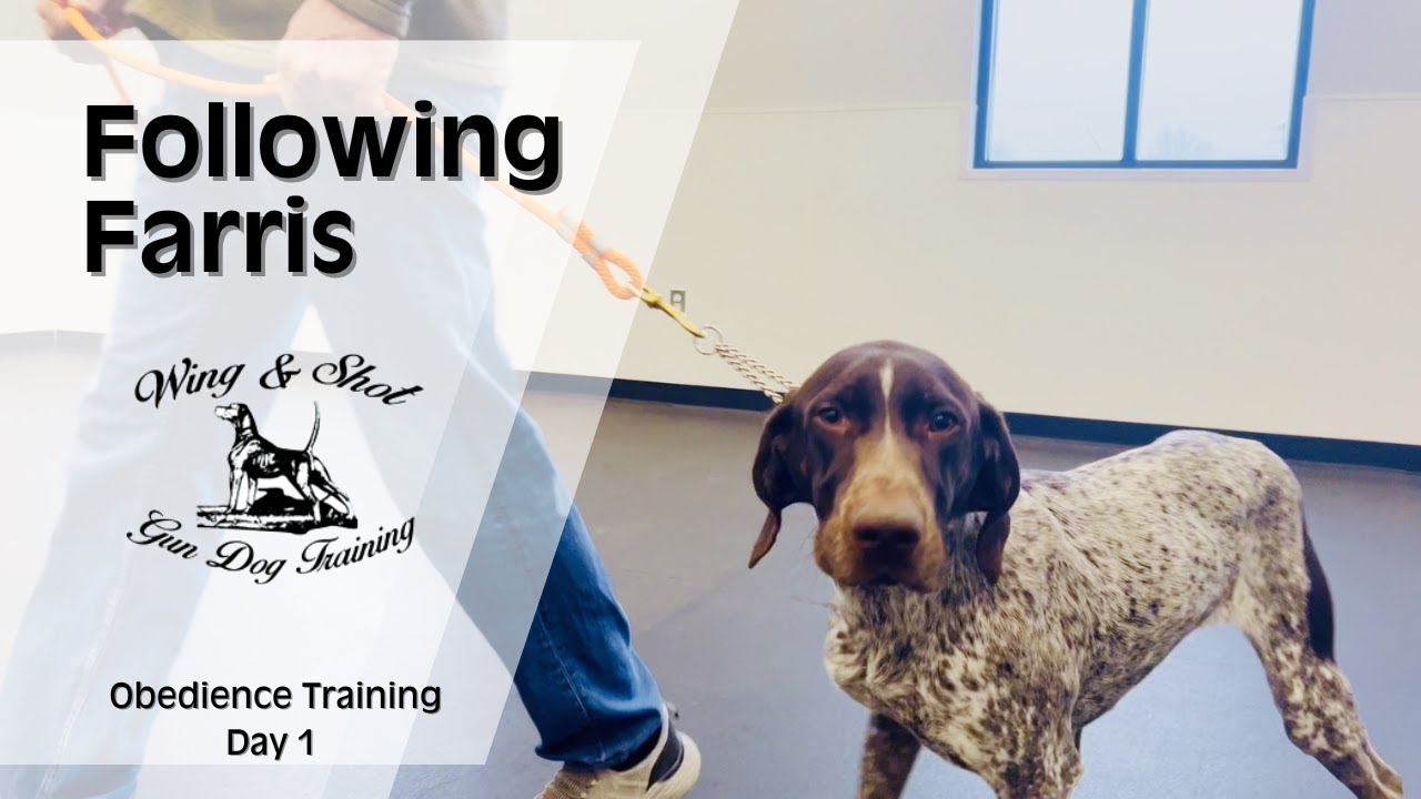 Obedience training your GSP bird dog.