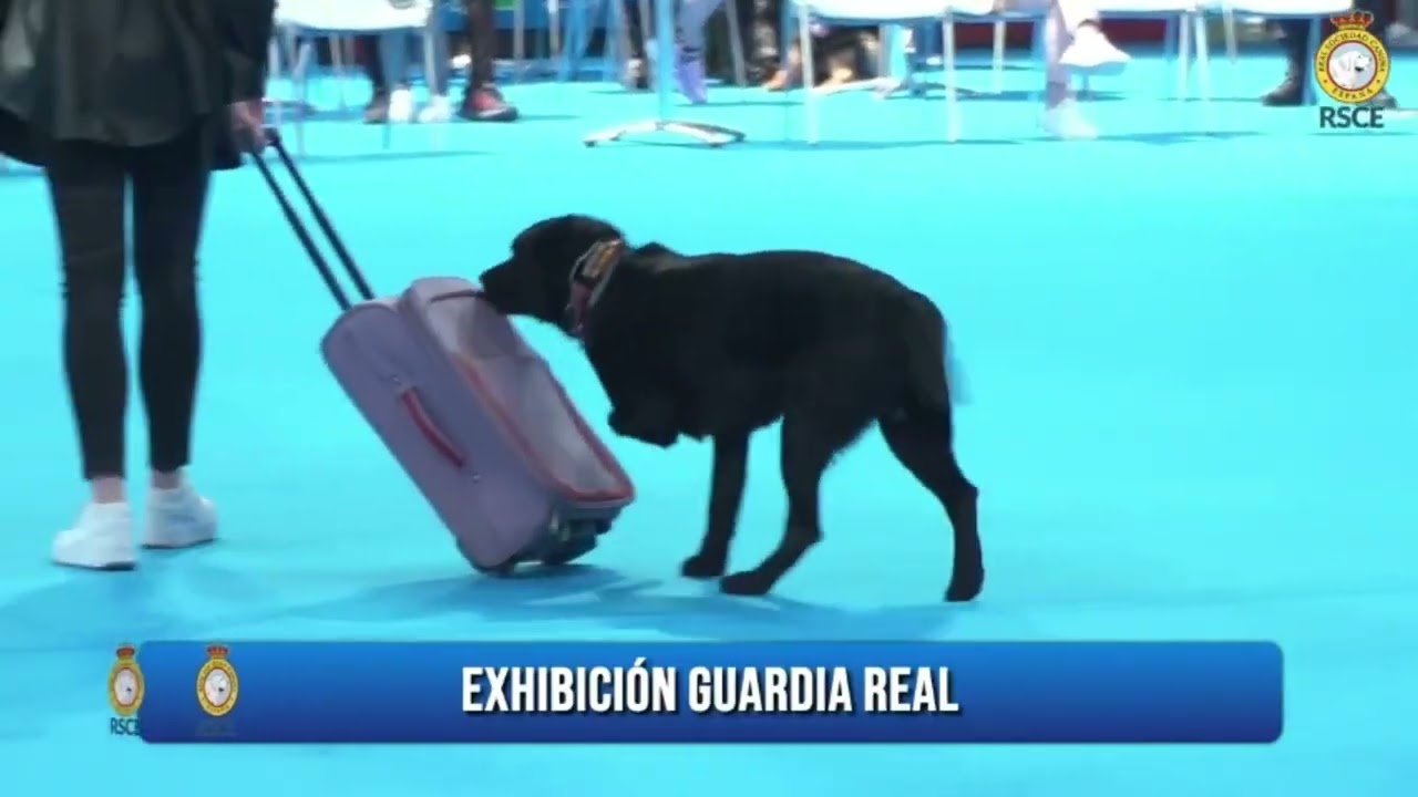 Exposición Latin Winner (24 de mayo 2025) - Exhibición de la Guardia Real