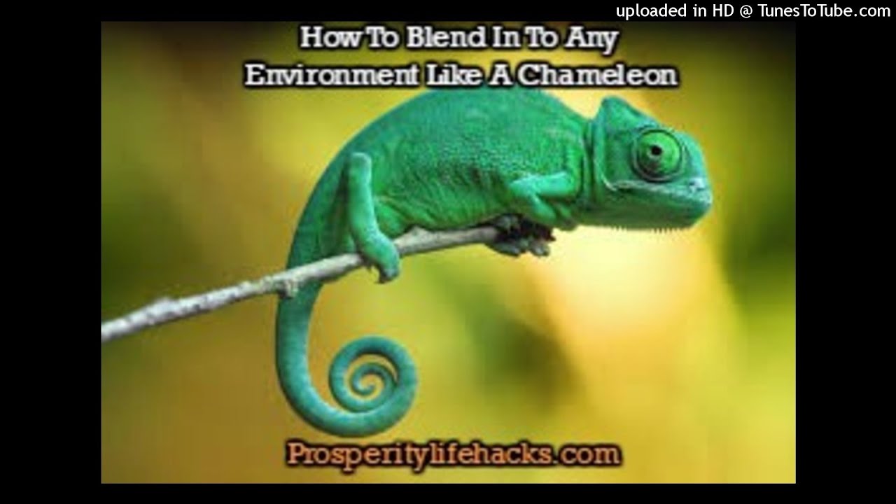 Affirmations: How To BlendIn To Any Environment Like A Chameleon