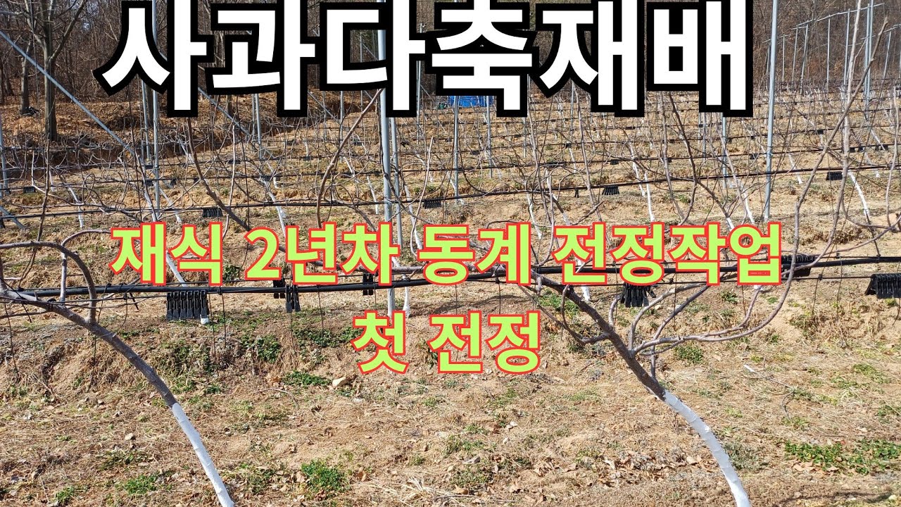 사과다축재배 (재식 2년차 전정작업)