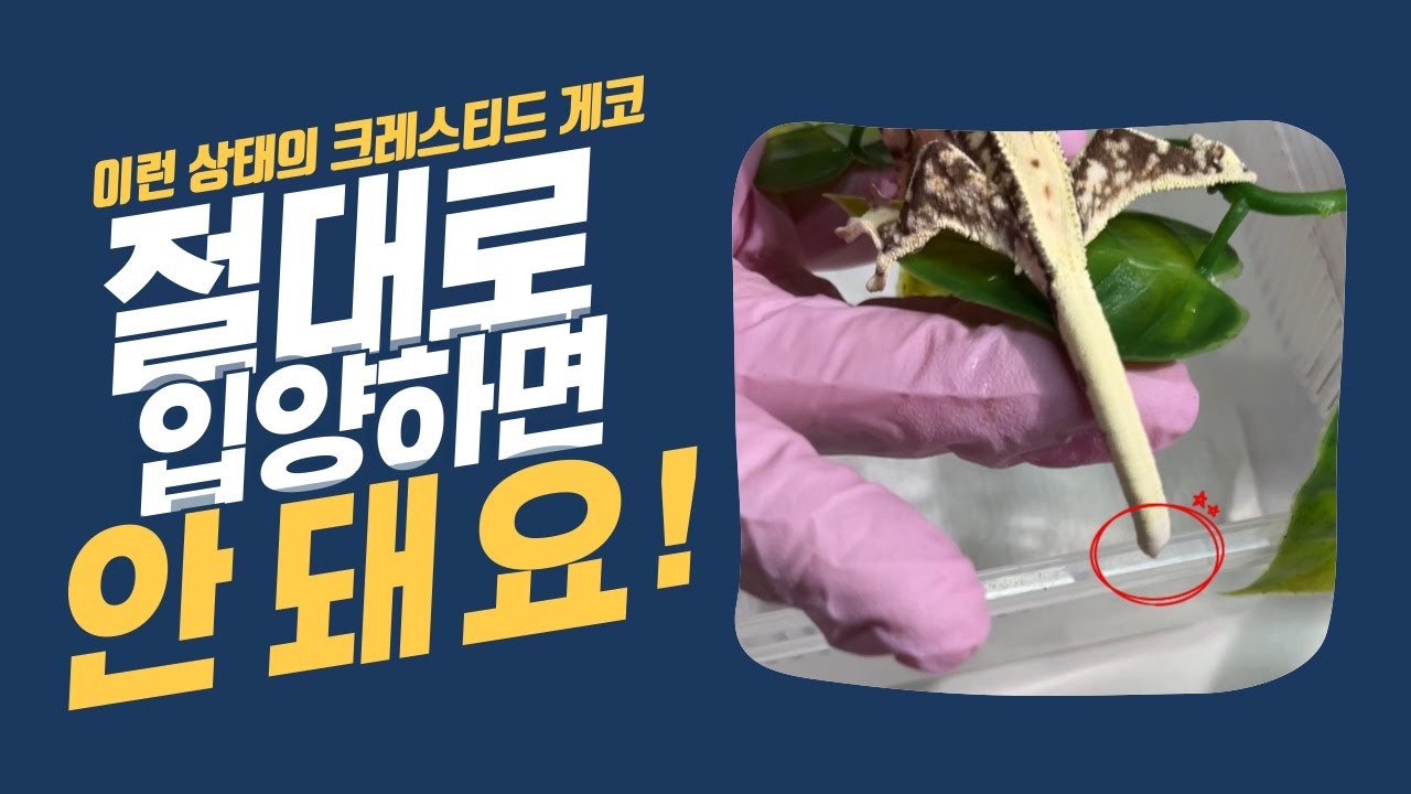 이런 꼬리의 크레스티드 게코는 절대 입양하시면 안됩니다! 그 파충류 샵은 뒤도 돌아보지 말고 나오세요!
