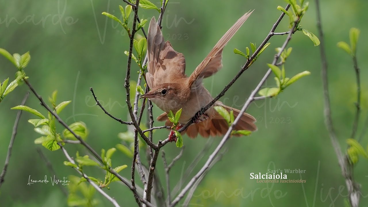 Salciaiola - Savi's Warbler - Locustella luscinioides (Song)