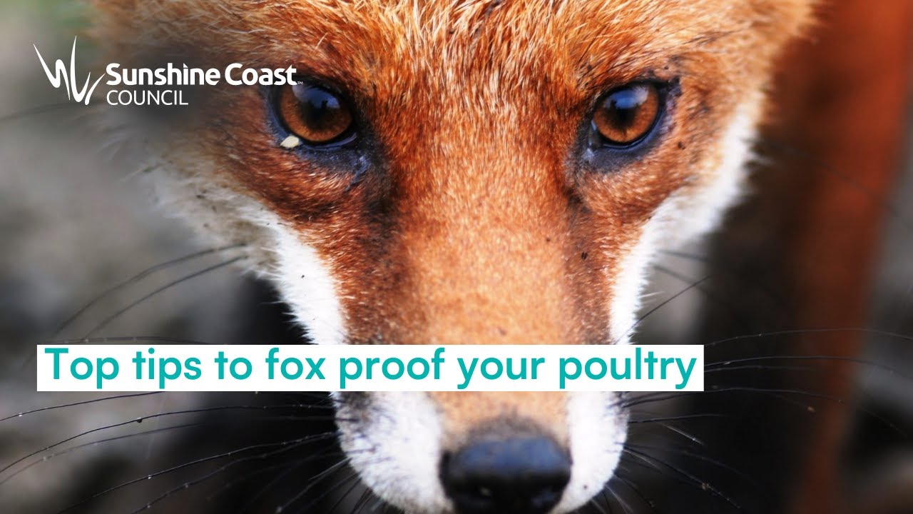 Fox proof your poultry