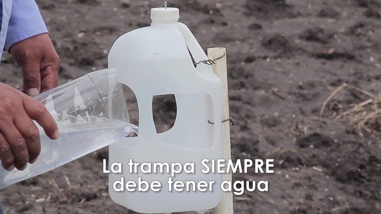 Armado de Trampas con feromona para monitoreo del  Gusano Cogollero - Spodoptera frugiperda