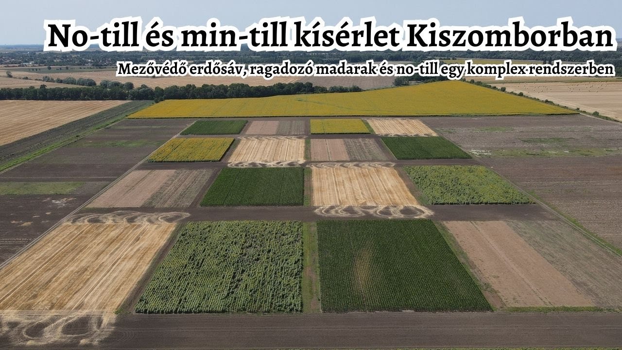 No-till, min-till kísérlet Kiszomborban - Mezővédő erdősáv, ragadozó madarak és no-till rendszerben