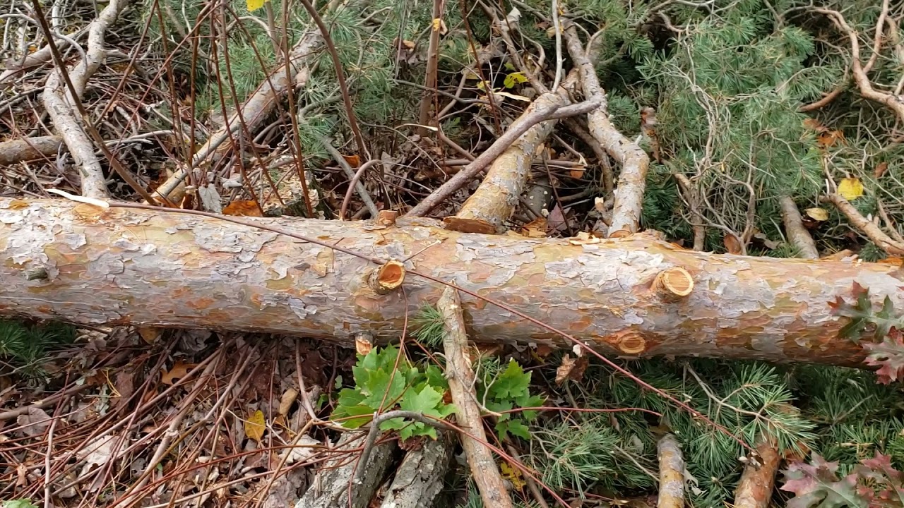 DEEP Forestry – Scots Pine and Pine Beetle