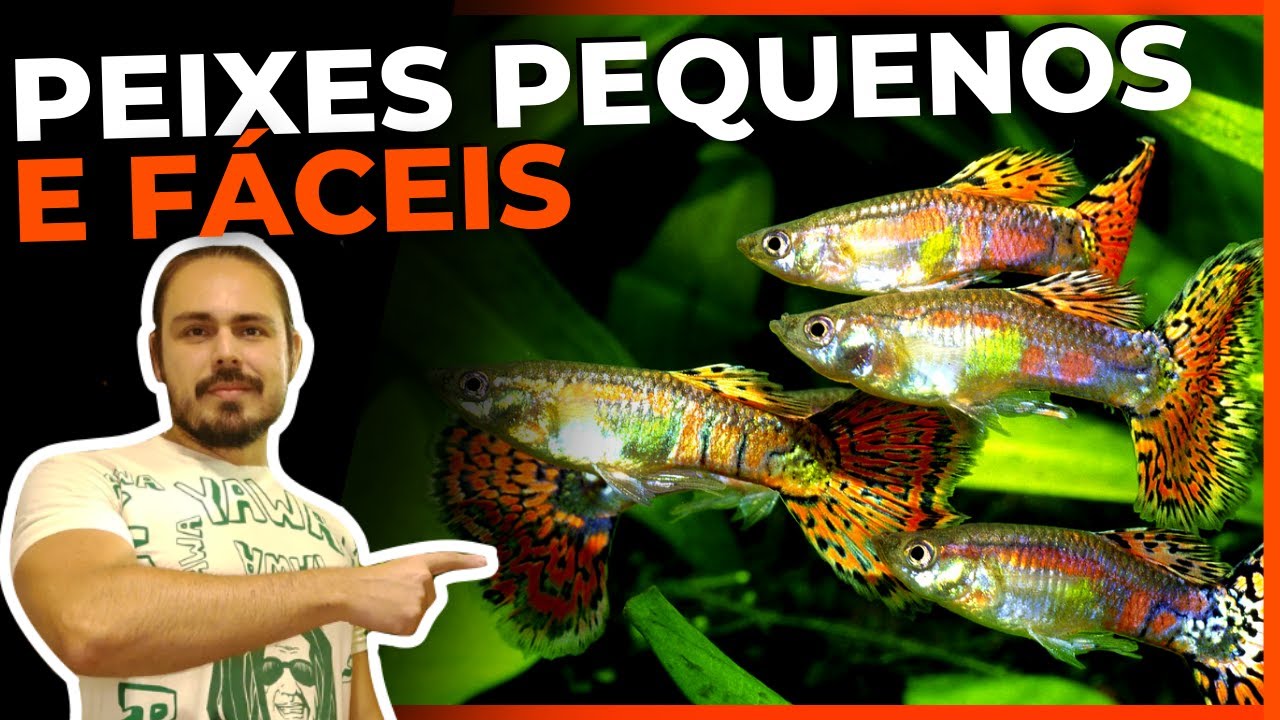 🔴TOP 5 PEIXES FÁCEIS E PEQUENOS PARA AQUÁRIOS |Mr. Betta|
