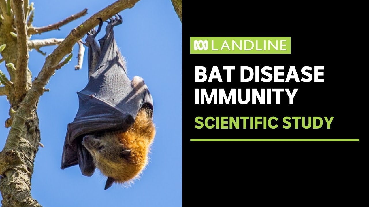 Scientists are studying why bats are immune to the deadly viruses they carry | ABC News