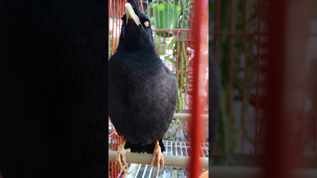 Pajaro loco hablador