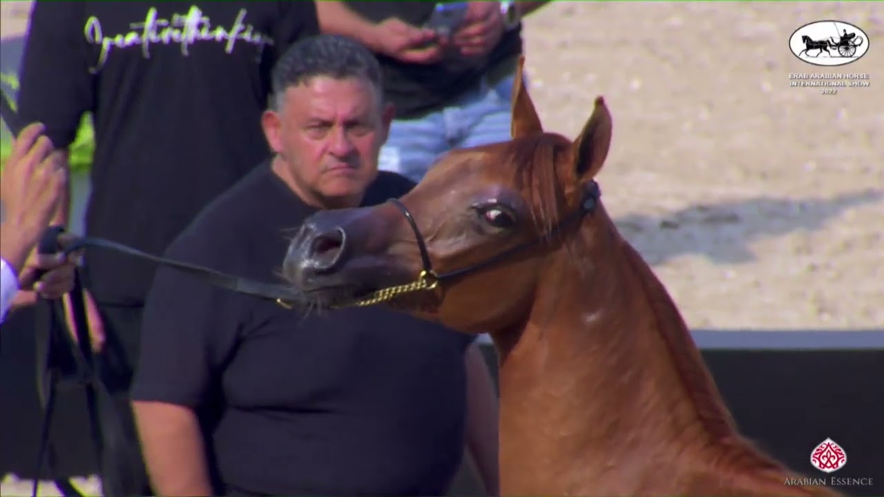 N 38 GHEZLAN AL ASIL   ERAB Arabian Horse International Show   Filly Foals Class 1C