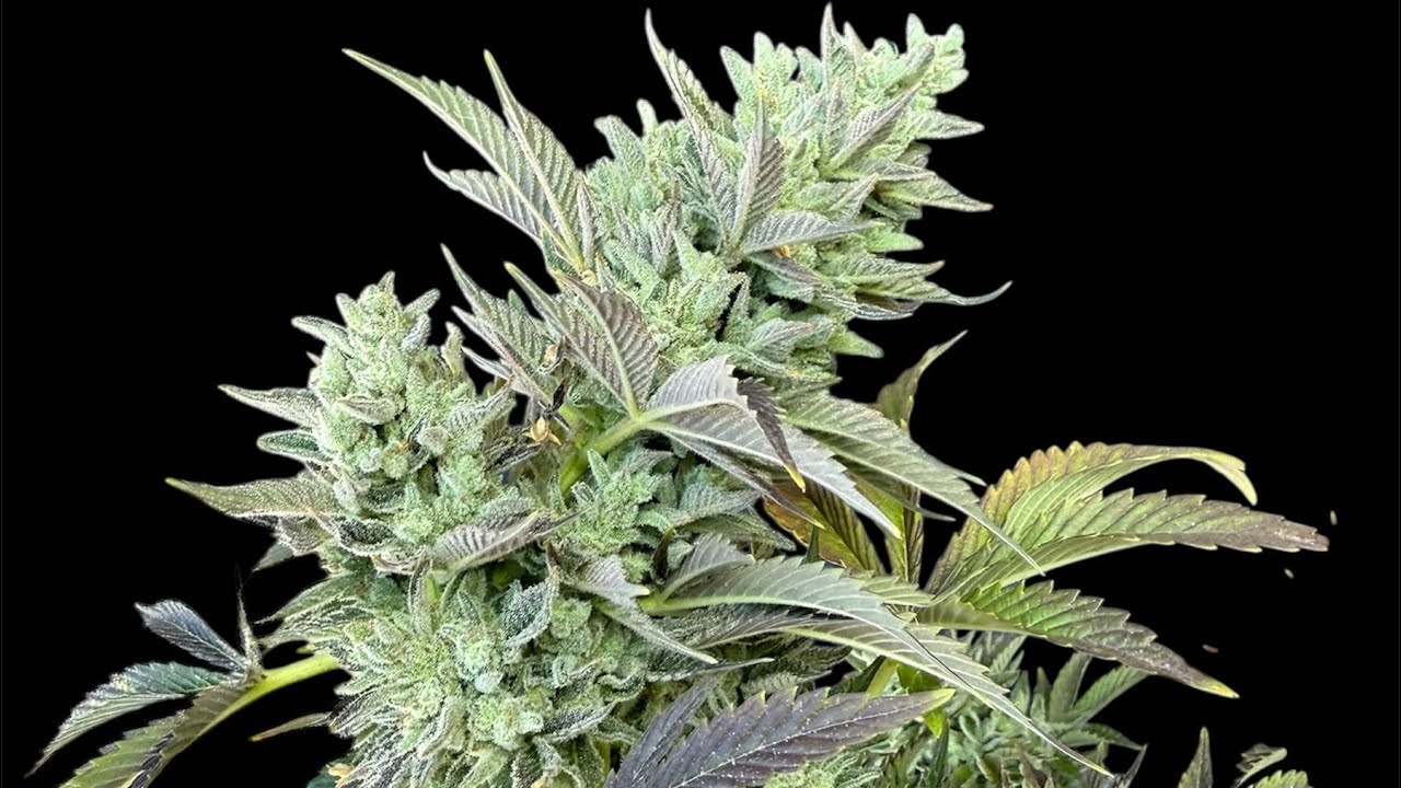 Vanilla Velvet - CopyCat Genetix - Outdoor Seed To Harvest Review
