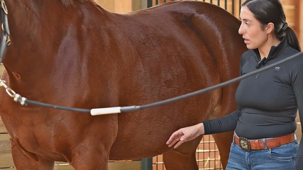 Massage for “Girthy” Horses