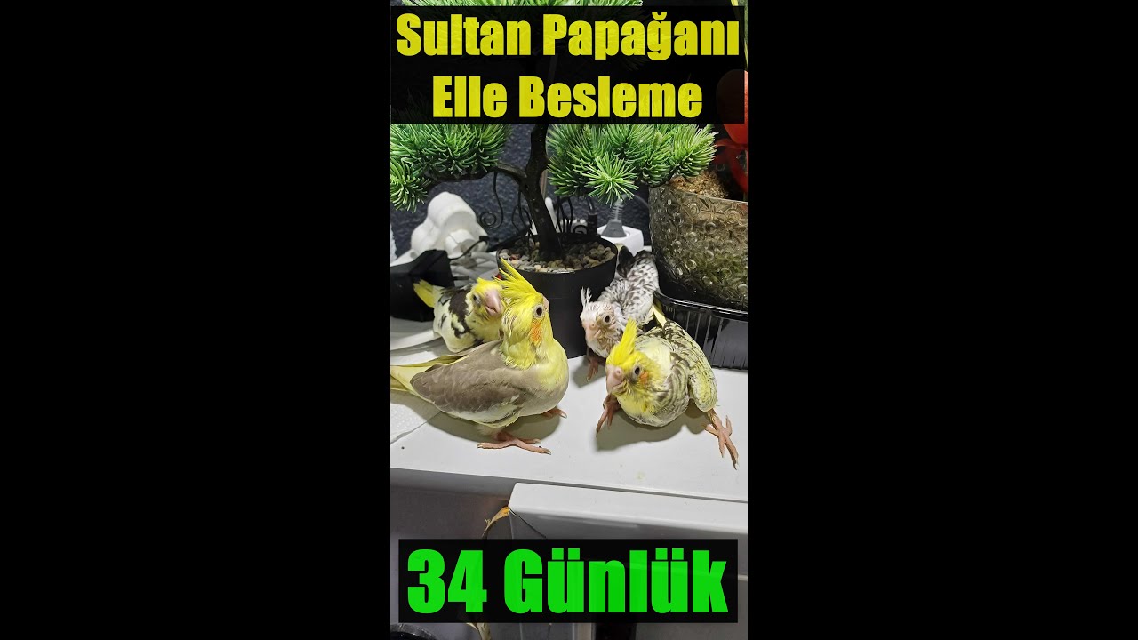 34 GÜNLÜK SULTAN PAPAĞANI SABAH KAHVALTISI PART 1