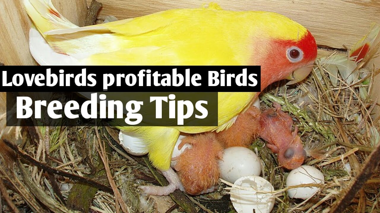 Lovebirds profitable Bird and Easy Breeding Tips