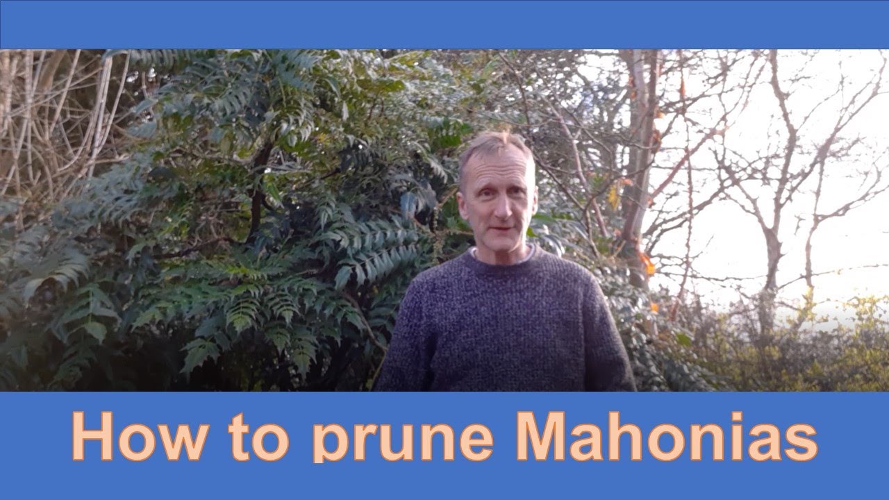 How to prune Mahonias
