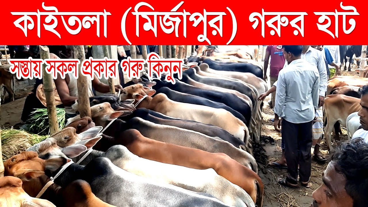 কাইতলা গরুর হাট | সস্তায় সকল প্রকার গরু কিনুন নিরাপদে | গরুর হাট | Gorur Haat