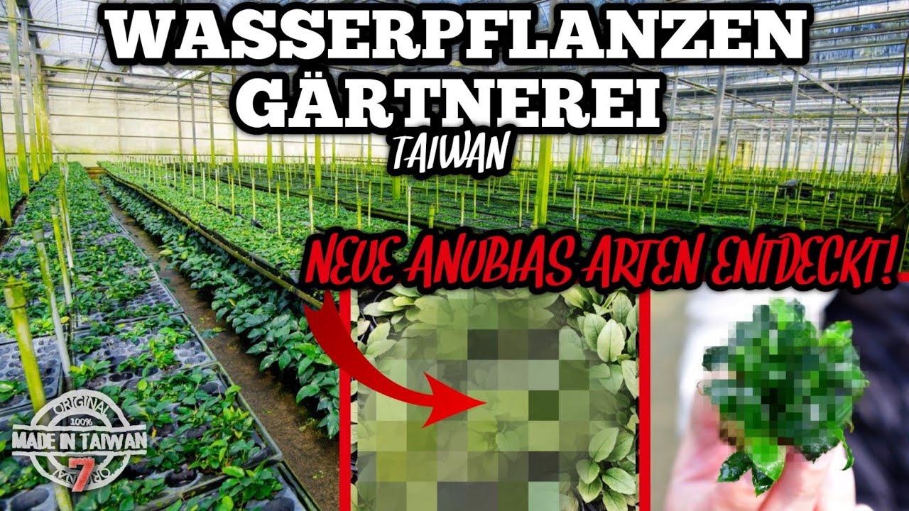 New Anubias Varieties Discovered at Aquatic Plant Farm in Taiwan!