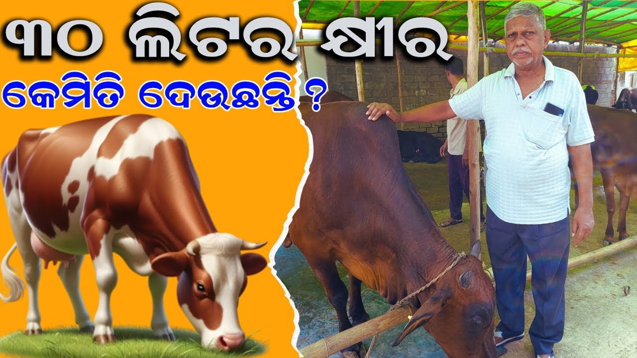 ଗୋଟିଏ ଗାଈ କେମିତି ଦେଉଛି ୩୦ ଲିଟର କ୍ଷୀର || How a cow gives 30 liters of milk ? @EfarmingOdisha