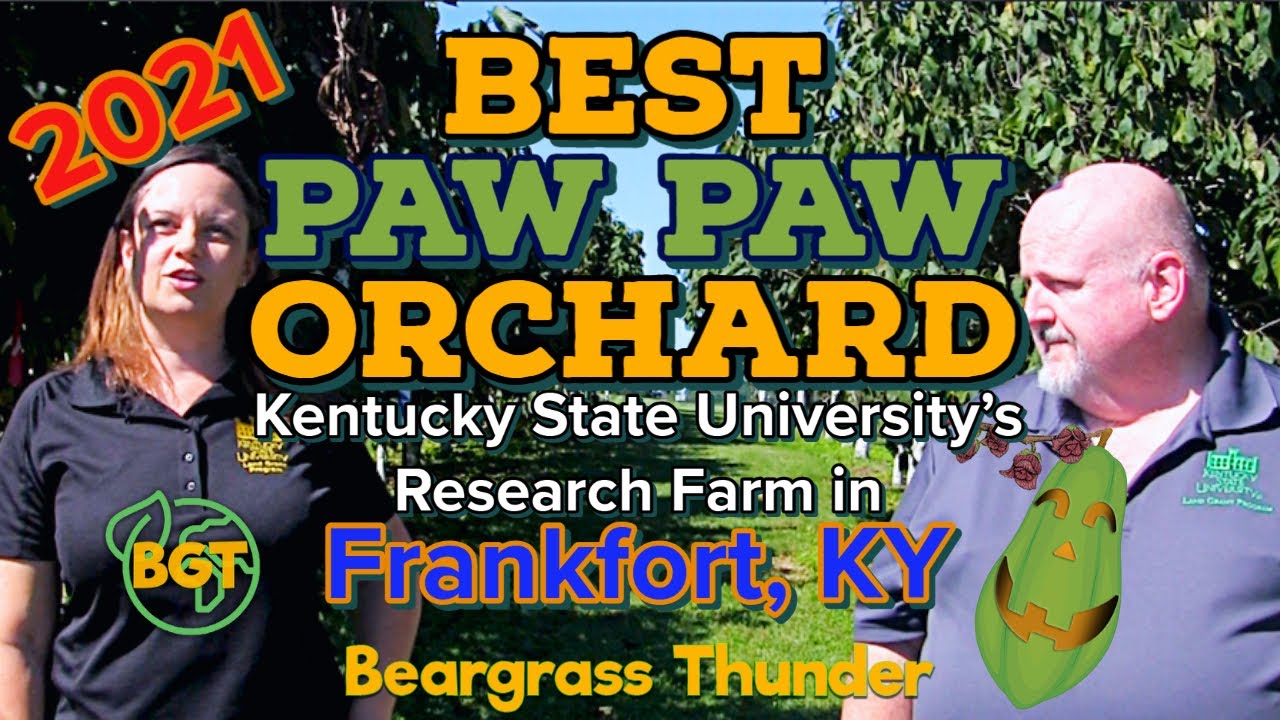 Best Paw Paw Orchard: KSU's Research & Development Farm in Frankfort, KY