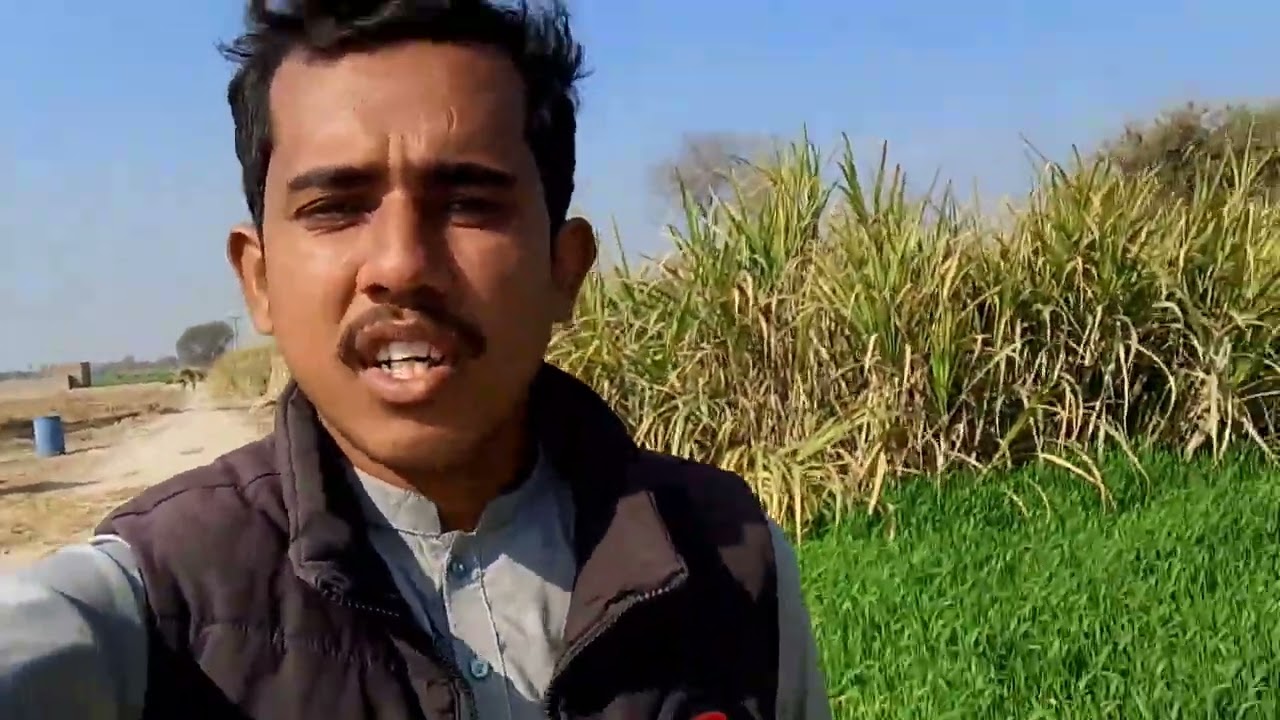 گندم کو پانی لگایا آج کا vlog  #viralvideo#farming#subscribe #villagelife #pindvlog   