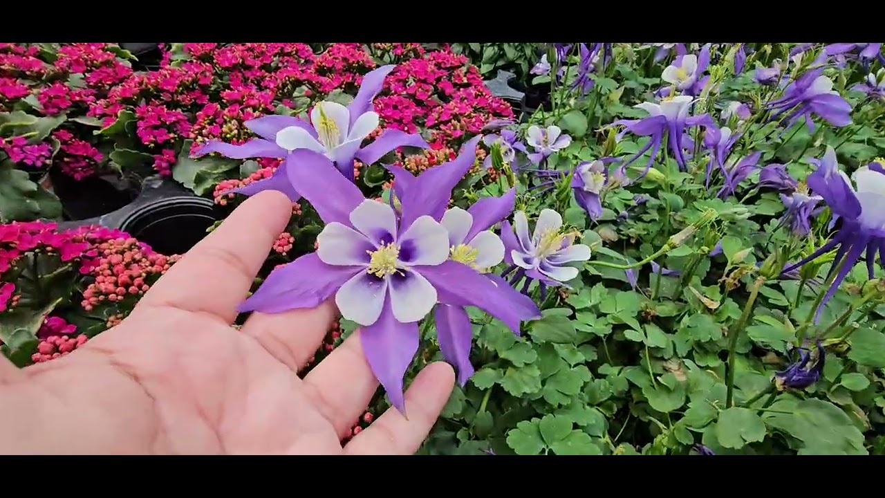 Садовый осмотр Home Depot: столько прекрасных растений 🪴 😍 и цветов 💐 #Сад