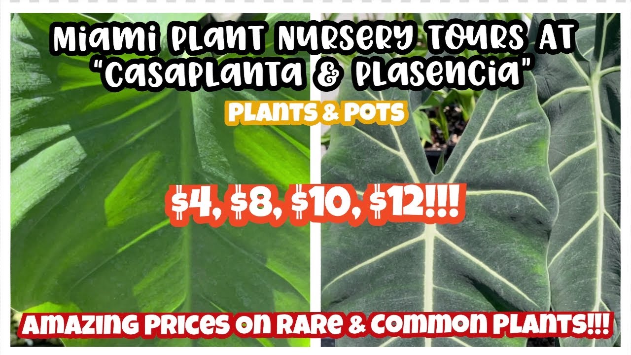 Miami Plant Nursery Tours at CasaPlanta and Plasencia || PLANTS & POTS || AMAZING PRICES!!!