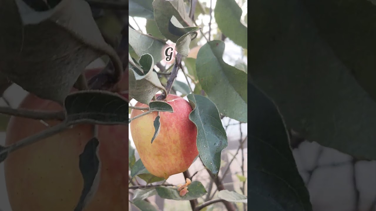 Apple Plant Fruits in Just 1 Year  | Early Fruit Growth | 