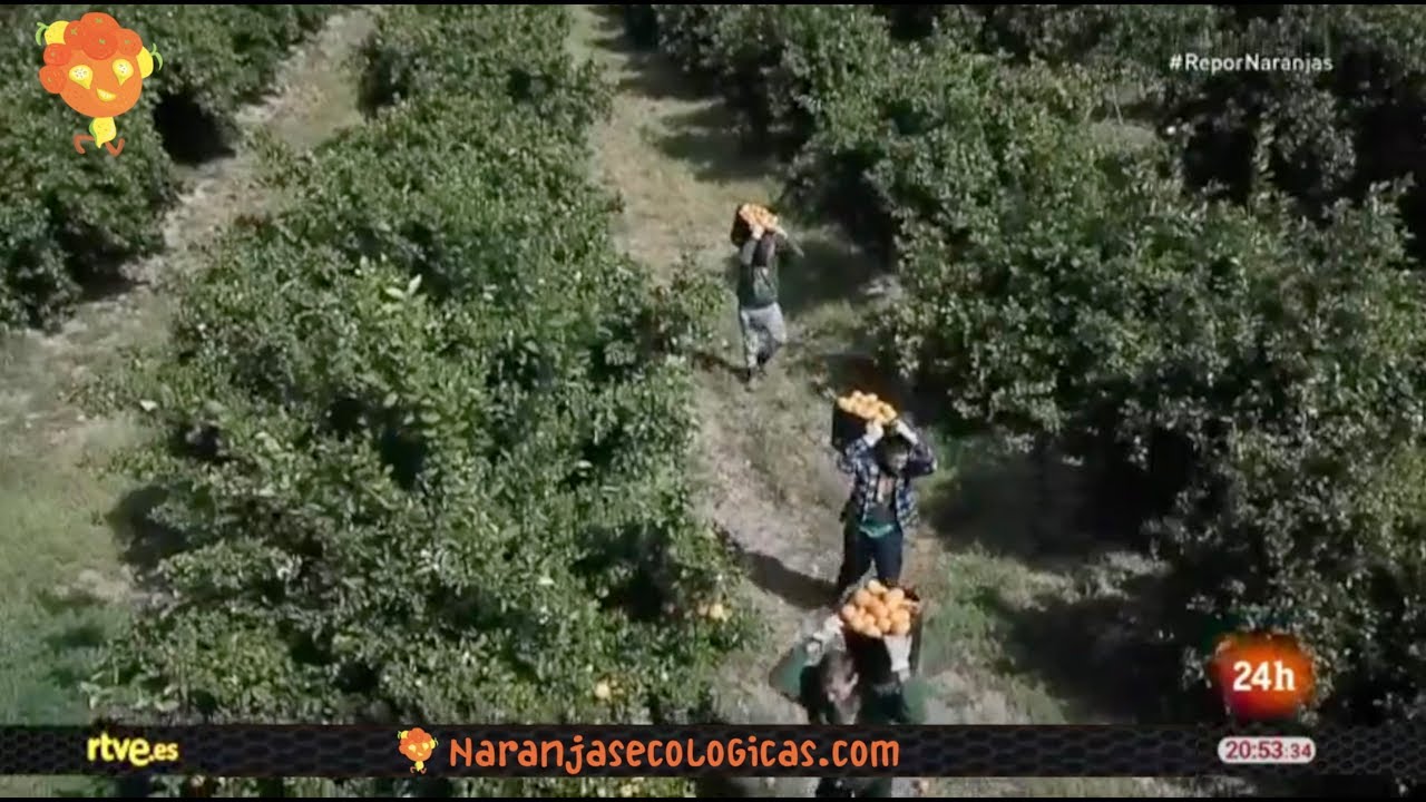 Naranjasecológicas.com en RTVE - REPOR