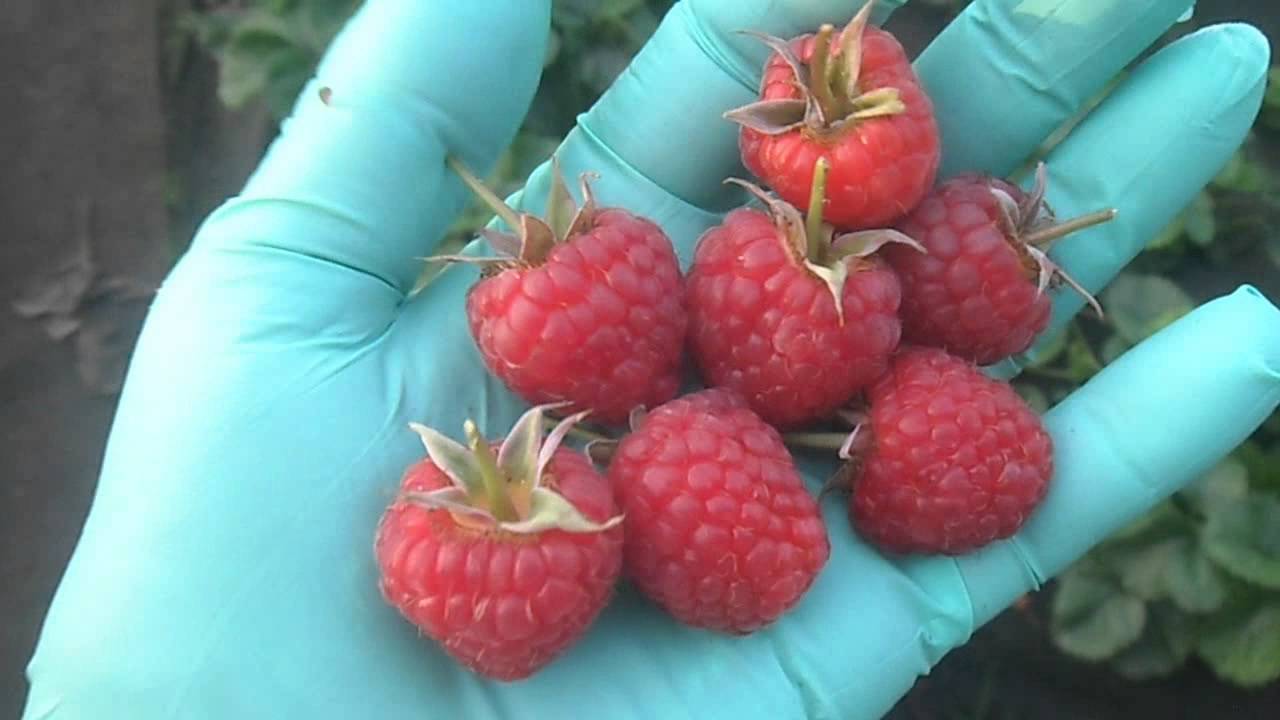 Имара -  новый сорт ремонтантной малины из Нидерландов.